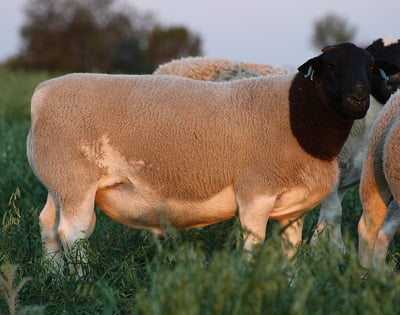 Winrae Dorper Sheep Charlie