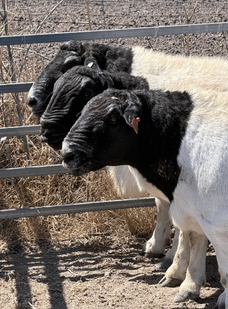 Dorper rams bred for commercial producers