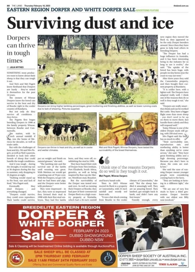 Winrae Dorpers featured in The Land newspaper