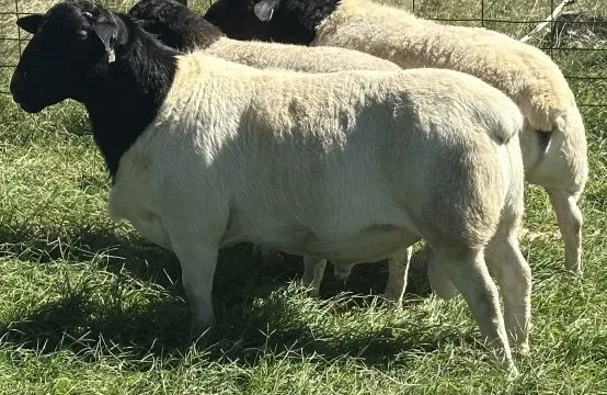 Mel Pagett interview on Dorper ram selection