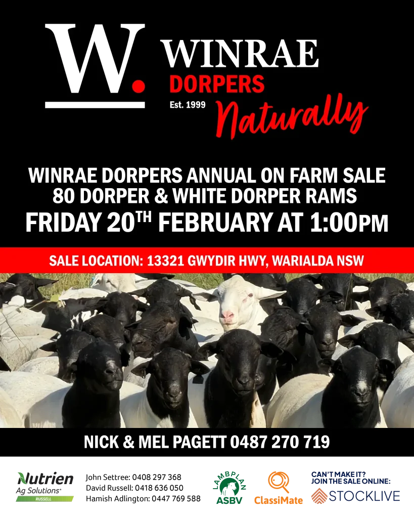 Dorper ram sale in Northern NSW