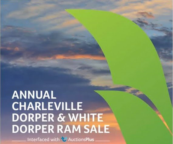 2021 Charleville Dorper Ram Sale April 20th