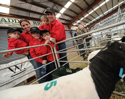 Winrae Dorper sheep breeding stock Australia