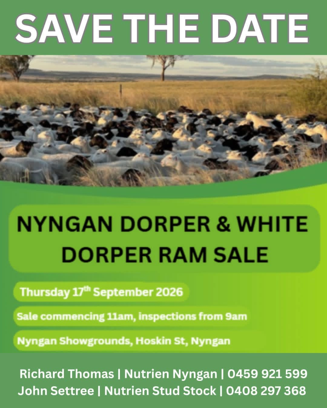 Combined Nyngan annual Dorper ram sale