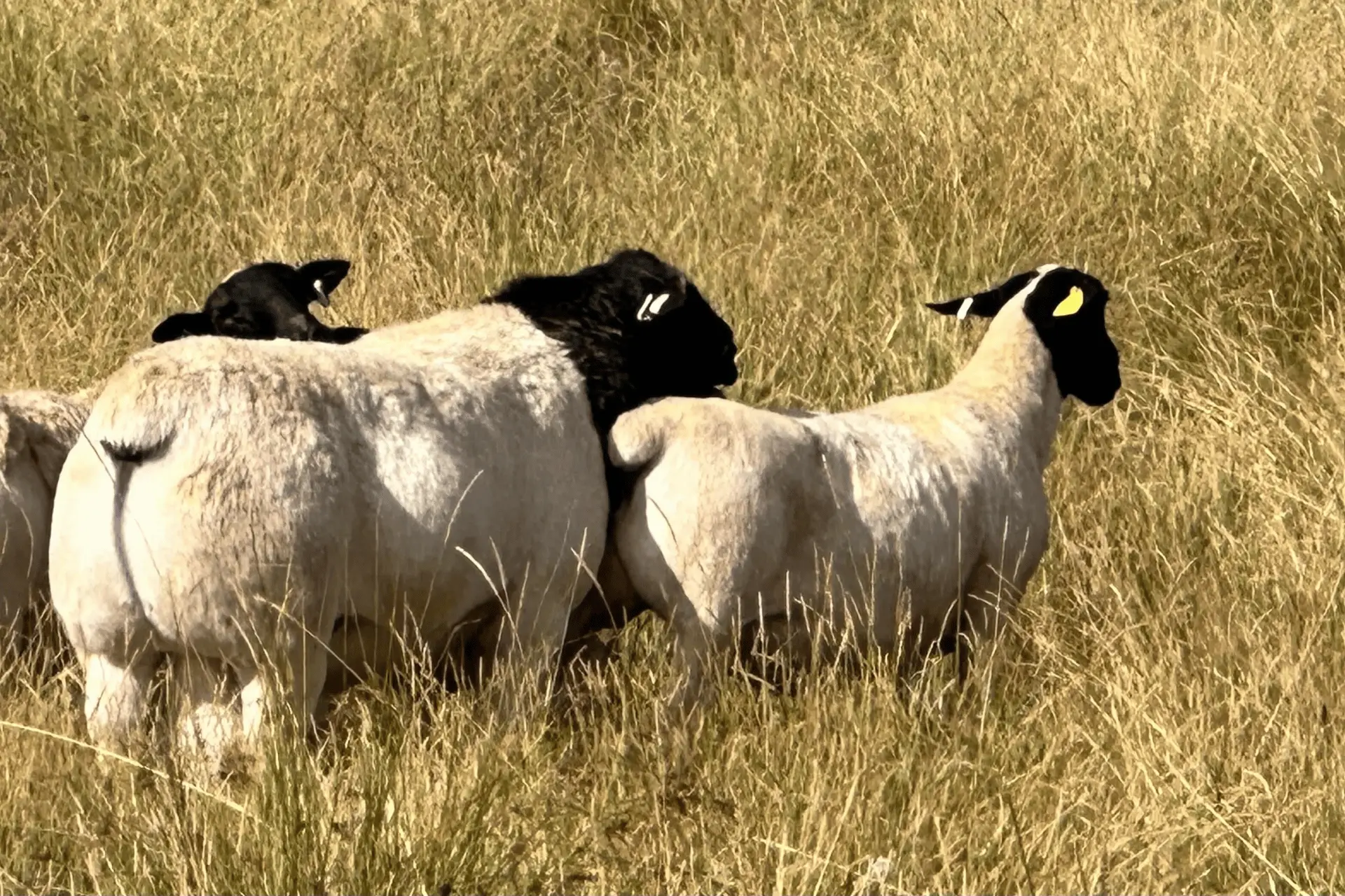 Paddock reared Dorper sheep in Australia