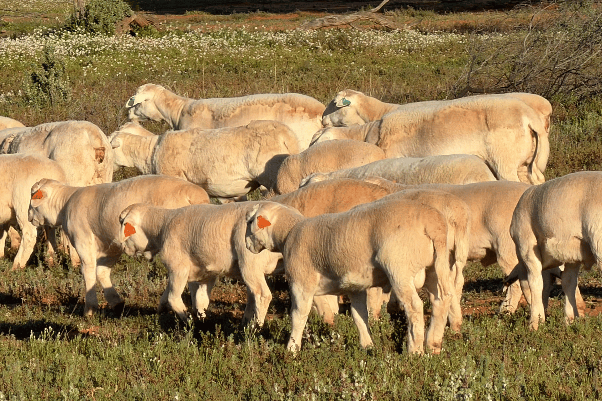 Commercial Dorper sheep breeding stock Australia