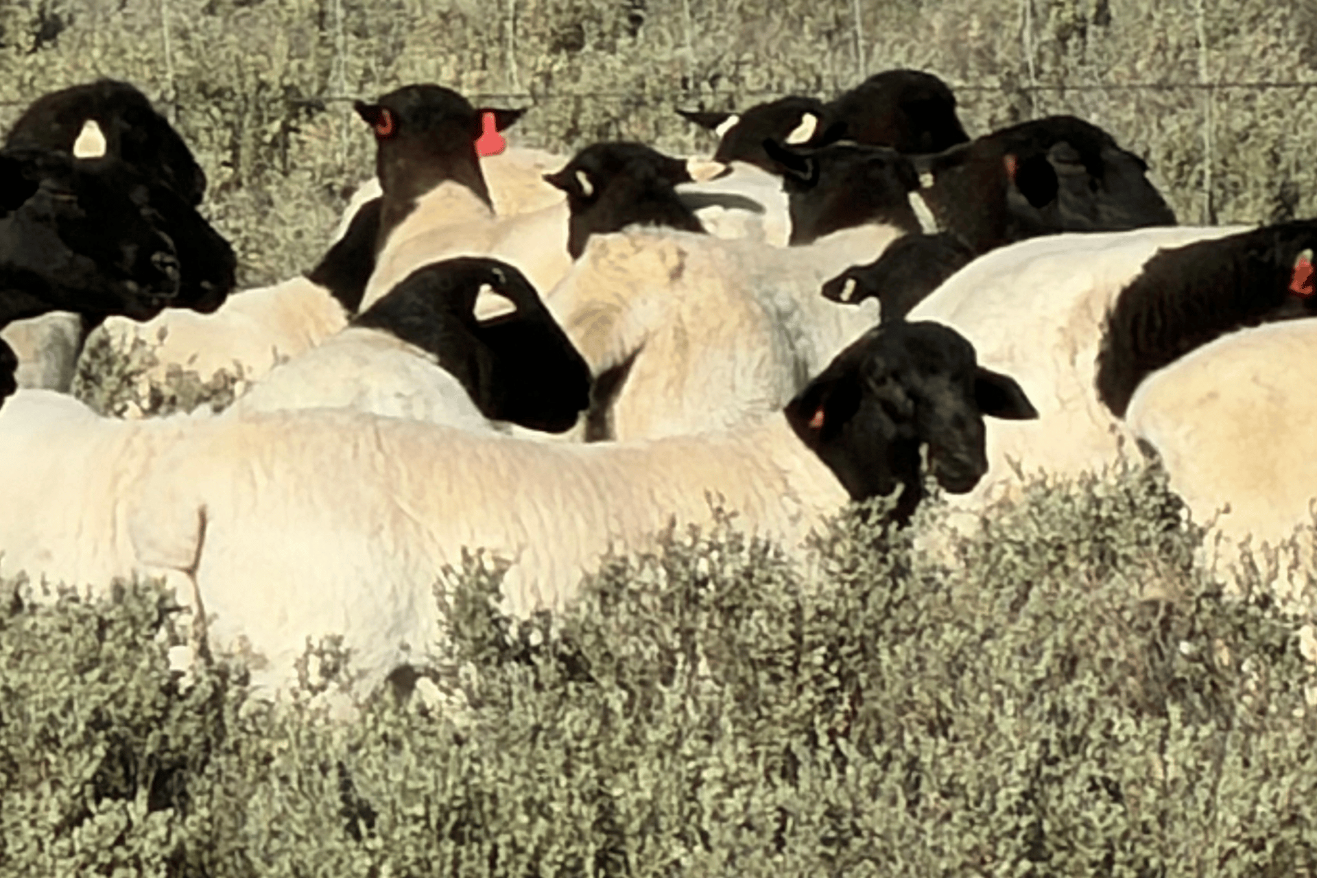 Fullblood Dorper sheep bred in NSW